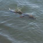 A sockeye salmon dodges and dips as it tries to escape an angler in the Kenai River on Wednesday, July 12, 2017 in Soldotna, Alaska. (Photo by Elizabeth Earl/Peninsula Clarion)