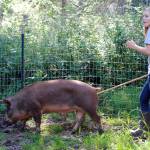 Auction ready: 4-H club prepares for annual auction event