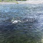 A school of pink salmon splashes in the shallows of Resurrection Creek near its confluence with Cook Inlet on Sunday, Aug. 13, 2017 in Hope, Alaska. Pink salmon can return to the river in large numbers in the late summer and early fall. (Photo by Elizabeth Earl/Peninsula Clarion)