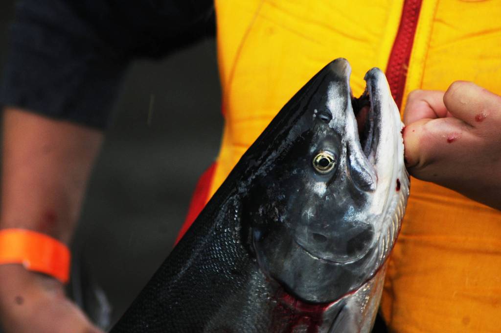 A participant in the Kenai River Junior Classic holds up a silver salmon she caught Wednesday, Aug. 16, 2017 near Soldotna, Alaska. The event, organized by Soldotna-based sportfishing organization the Kenai River Sportfishing Association, brings kids from all over Southcentral Alaska to learn about fishing and boating safety followed by a fishing trip with professional guides on the Kenai River. (Photo by Elizabeth Earl/Peninsula Clarion)