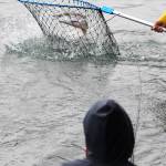 McKay Mills wrangles a sockeye salmon on the end of his fishing line on the banks of the Kenai River in Soldotna Creek Park on Wednesday, Aug. 16, 2017 in Soldotna, Alaska. (Photo by Elizabeth Earl/Peninsula Clarion) McKay Mills wrangles a sockeye salmon on the end of his fishing line on the banks of the Kenai River in Soldotna Creek Park on Wednesday, Aug. 16, 2017 in Soldotna, Alaska. (Photo by Elizabeth Earl/Peninsula Clarion)