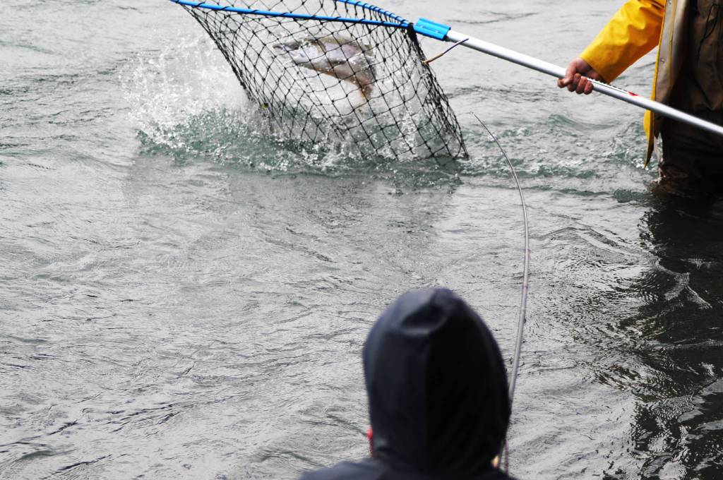 McKay Mills wrangles a sockeye salmon on the end of his fishing line on the banks of the Kenai River in Soldotna Creek Park on Wednesday, Aug. 16, 2017 in Soldotna, Alaska. (Photo by Elizabeth Earl/Peninsula Clarion) McKay Mills wrangles a sockeye salmon on the end of his fishing line on the banks of the Kenai River in Soldotna Creek Park on Wednesday, Aug. 16, 2017 in Soldotna, Alaska. (Photo by Elizabeth Earl/Peninsula Clarion)