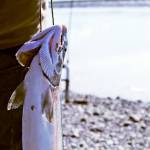 Franklin Smith of Tucson, Arizona carries the silver salmon he caught on the bank of the Kenai River near Cunningham Park on Tuesday, Aug. 22, 2017 in Kenai, Alaska. (Photo by Elizabeth Earl/Peninsula Clarion)