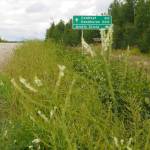 Abundant White Sweetclover lines the Dalton Highway at the Arctic Circle. (Photo by John Morton, Kenai National Wildlife Refuge)