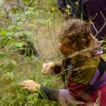 Kathy Jewell searches for raspberries and viburnum (also known as highbush cranberries) during a walk with fellow berry-seekers on Monday, August 28, 2017 at Tsalteshi Trails near Soldotna, Alaska. The educational berry walk was part of the fifth annual Harvest Moon Local Food Festival, which concluded on Monday.