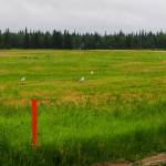 Large gulls congregate in a field off of Ciechanski Road in search of food.