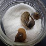 These big-ear radix specimens were collected by Dr. Dick Reger from the stomach of an arctic char caught by Dan France at Fish Lake in 2005 and subsequently DNA barcoded. (Photo courtesy Kenai National Wildlife Refuge)
