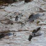 Pink salmon swim up a drainage ditch at Beluga Slough on Thursday evening.