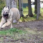 A sarplaninac dog chases after Bear at the Three Friends Dog Park in Soldotna, Alaska on Sunday, September 17, 2017. (Photo by Kat Sorensen/Peninsula Clarion)