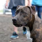 Bruin, a regular at the Three Friends Dog Park, waits for his owner&rsquo;s permission to play with a group of dogs in Soldotna, Alaska on Sunday, September 17, 2017. (Photo by Kat Sorensen/Peninsula Clarion)