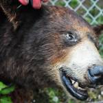 A taxidermied brown bear keeps an eye on visitors entering the Sterling Transfer Site on Saturday, Sept. 16, 2017 near Sterling, Alaska. The attendants at the transfer site, where trash is picked up and taken to Central Peninsula Landfill, rescue stuffed animals from the trash and giving them new life in the &ldquo;Sterling Zoo,&rdquo; where they rest in the bushes and trees surrouding the transfer site to greet visitors throughout the summer. They go into &ldquo;hibernation&rdquo; in the winter, resting on a shelf to stay dry before reappearing the following summer. (Photo by Elizabeth Earl/Peninsula Clarion)