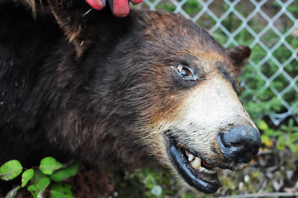 A taxidermied brown bear keeps an eye on visitors entering the Sterling Transfer Site on Saturday, Sept. 16, 2017 near Sterling, Alaska. The attendants at the transfer site, where trash is picked up and taken to Central Peninsula Landfill, rescue stuffed animals from the trash and giving them new life in the &ldquo;Sterling Zoo,&rdquo; where they rest in the bushes and trees surrouding the transfer site to greet visitors throughout the summer. They go into &ldquo;hibernation&rdquo; in the winter, resting on a shelf to stay dry before reappearing the following summer. (Photo by Elizabeth Earl/Peninsula Clarion)