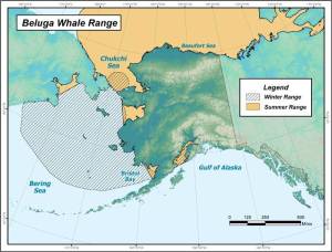 This map from the Alaska Department of Fish and Game shows the winter and summer habitats of beluga whales in the state. (Courtesy the Alaska Department of Fish and Game)