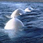 This photo from the Alaska Department of Fish and Game shows beluga whales arching their backs through the surface of the water. Of Alaska&rsquo;s five distinct beluga whale populations, only Cook Inlet&rsquo;s is listed as endangered. (Courtesy the Alaska Department of Fish and Game)