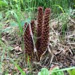 Flowered spikes that look like erect pine cones are why this parasitic plant that grows in northern latitudes is called the Northern Groundcone. (Photo by Leslie Morton)
