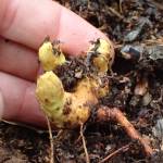 The underground nut-like tubers of groundcones are eaten by people and bears. (Photo by Matt Bowser)