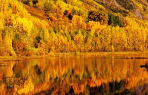 The stands of birch trees alight with fall colors line the Seward Highway near Tern Lake on Saturday, Sept. 30, 2017 near Cooper Landing, Alaska. The fall colors have hung onto the trees on the Kenai Peninsula this year, leading many out into the Kenai National Wildlife Refuge and Chugach National Forest to enjoy the sunshine between rain showers. Clouds dropped rain on the western Kenai Peninsula Wednesday and Thursday, but the National Weather Service predicts that sunshine will grace the area on Friday and Saturday, with highs in the low 50s. However, the forecast is for the rain to return Saturday night and continue through Sunday. (Photo by Elizabeth Earl/Peninsula Clarion)