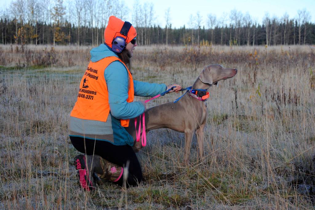 Monica Reid holds back her dog Bella during a bird hunt in Funny River on Saturday. Bella recently returned from learning the basics of bird hunting in Minnesota and Reid attended Saturday&rsquo;s hunting event in hopes of learning to practicing both her and Bella&rsquo;s hunting skills. (Photo by Kat Sorensen/Peninsula Clarion)