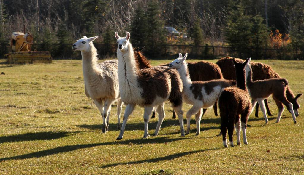 Llamas graze in the pasture of Diamond M Ranch Resort on Tuesday near Kenai. Three calves were born this summer to the herd that Diamond M owners Ronna and Blair Martin have kept since the 1990s. Though members of the Martin family have made yarn and felt hats from llama wool, taken them as pack animals on camping trips, and occassionally harvested one for meat, the llamas are mostly &ldquo;exotic lawn ornaments,&rdquo; Ronna Martin said.