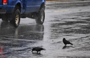 Bird bath Crows bathe in rainwater puddling in the gutter alongside Trading Bay Road on Wednesday in Kenai. Tuesday morning brought a little wet snow accumulation to the central Kenai Peninsula, but by midafternoon, temperatures had warmed and taken the snow with them, turning the precipitation to rain. The rain continued throughout Wednesday with temperatures hanging around 40. The National Weather Service is forecasting the rain to continue through Friday morning with highs staying around the mid- to upper 40s. (Photo by Elizabeth Earl/Peninsula Clarion)