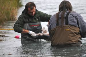 Ninilchik Traditional Council employees Daniel Reynolds (left) and Darryl Williams (right) remove a sockeye salmon from the tribe&rsquo;s subsistence gillnet in the Kenai River in August 2016 near Soldotna, Alaska. The tribe first fished its subsistence gillnet, for which all rural residents of Ninilchik are qualified, in 2016 and completed its second season in September 2017. (Photo by Elizabeth Earl/Peninsula Clarion, file)