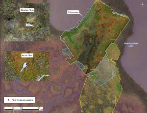 Single image mosaics were created from the hundreds of photos taken during multiple drone surveys. Distinguishing Aleutian from Arctic Terns based on bill color was possible from photos taken 50 feet above the ground. (Image courtesy Kenai National Wildlife Refuge)