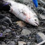 Study reviews potential climate impacts on Kenai River salmon