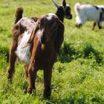 A young goat explores the land at Karluk Acres in Kenai, Alaska on July 12, 2017. The Office of the State Veterinarian is looking for owners of sheep and goats to take part in a study on the prevalence of a pneumonia inducing bacterium in Alaska. (Photo by Kat Sorensen/Peninsula Clarion)