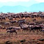 In this undated photo provided by the U.S. Fish and Wildlife Service, caribou from the Porcupine Caribou Herd migrate onto the coastal plain of the Arctic National Wildlife Refuge in northeast Alaska. A showdown is looming in the nation&rsquo;s capital over whether to open America&rsquo;s largest wildlife refuge to oil drilling. A budget measure approved by the Republican-controlled Congress allows lawmakers to pursue legislation that would allow drilling on the coastal plain of the Arctic National Wildlife Refuge. The refuge takes up an area nearly the size of South Carolina in Alaska&rsquo;s northeast corner. (U.S. Fish and Wildlife Service via AP)