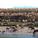 In this undated photo provided by the U.S. Fish and Wildlife Service, caribou from the Porcupine Caribou Herd migrate onto the coastal plain of the Arctic National Wildlife Refuge in northeast Alaska. A showdown is looming in the nation&rsquo;s capital over whether to open America&rsquo;s largest wildlife refuge to oil drilling. A budget measure approved by the Republican-controlled Congress allows lawmakers to pursue legislation that would allow drilling on the coastal plain of the Arctic National Wildlife Refuge. The refuge takes up an area nearly the size of South Carolina in Alaska&rsquo;s northeast corner. (U.S. Fish and Wildlife Service via AP)