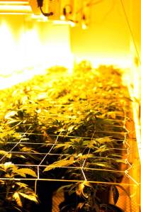 In this December 2016 photo, marijuana plants grow under heat lamps at marijuana cultivation facility Croy&rsquo;s Enterprises near Soldotna, Alaska. (Photo by Elizabeth Earl/Peninsula Clarion, file)