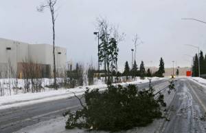 A broken black spruce tree lies in the middle of Baron Park Road behind the old Lowe&rsquo;s building on Monday, Dec. 4, 2017 in Kenai, Alaska. Gusts of wind up to 55 miles per hour whipped across the western Kenai Peninsula on Monday afternoon, knocking power lines and trees down and keeping first responders busy. (Photo by Elizabeth Earl/Peninsula Clarion)