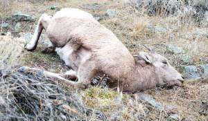 More than 30 percent of the Bighorn sheep population in Gardiner, Montana, died from pneumonia caused by Mycoplasma ovipneumoniae. (Photo by Deby Dixon)
