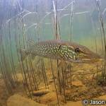 A northern pike swims in the weedy shallows of a lake. (Photo courtesy Jason Ching)