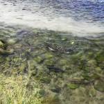 Pink salmon mill in the shallows of Resurrection Creek near its confluence with Cook Inlet on Sunday, Aug. 13, 2017 in Hope, Alaska. Pink salmon can return to the river in large numbers in the late summer and early fall. (Photo by Elizabeth Earl/Peninsula Clarion, file)
