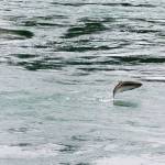 A salmon leaps above the surface of the Kenai River as it makes its way upstream near Centennial Park on Wednesday, Aug. 16, 2017 in Soldotna, Alaska. (Photo by Elizabeth Earl/Peninsula Clarion, file)