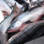 Sockeye salmon caught in a set gillnet wait to be set to the a processor on July 11, 2016 near Kenai, Alaska. (Photo by Elizabeth Earl/Peninsula Clarion, file)