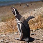 At left, Jam made from the red berries of Diddledee, the most common shrub in the Falklands and a species closely related to crowberry, a common plant on the Kenai Peninsula. Scientists suggest that the random act of a whimbrel migrating from Alaska (where it ate crowberry) to Tierra del Fuego (where it defecated) may have been the ancestral origin of Diddledee in southern South America.