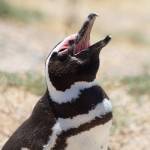 Magellanic Penguins are only found along the coast of southern South America, not Antarctica. They are named after Ferdinand Magellan, the first European (Portuguese) to navigate around the tip of South America in 1520. (Photo courtesy John &