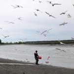 Seagulls swarm as a fishing guide tosses fish waste into the shallows of the Kasilof River on Monday, June 29, 2017 in Kasilof, Alaska. (Photo by Elizabeth Earl/Peninsula Clarion, file) Seagulls swarm as a fishing guide tosses fish waste into the shallows of the Kasilof River on Monday, June 29, 2017 in Kasilof, Alaska. (Photo by Elizabeth Earl/Peninsula Clarion, file)