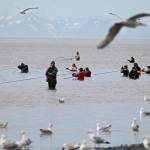 Dipnetters hold their nets offshore from the north Kenai Beach on July 11, 2017 in Kenai. (Photo by Elizabeth Earl/Peninsula Clarion, file)