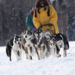 Bill Laughing-Bear, author of &ldquo;An Alaskan Adventure: Tales of a Musher&rdquo; and his dog sled team take a passenger for a ride. Laughing-Bear has spent many years in the dog sledding tourism industry. (Photo courtesy of Bill Laughing-Bear)