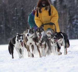 Bill Laughing-Bear, author of &ldquo;An Alaskan Adventure: Tales of a Musher&rdquo; and his dog sled team take a passenger for a ride. Laughing-Bear has spent many years in the dog sledding tourism industry. (Photo courtesy of Bill Laughing-Bear)