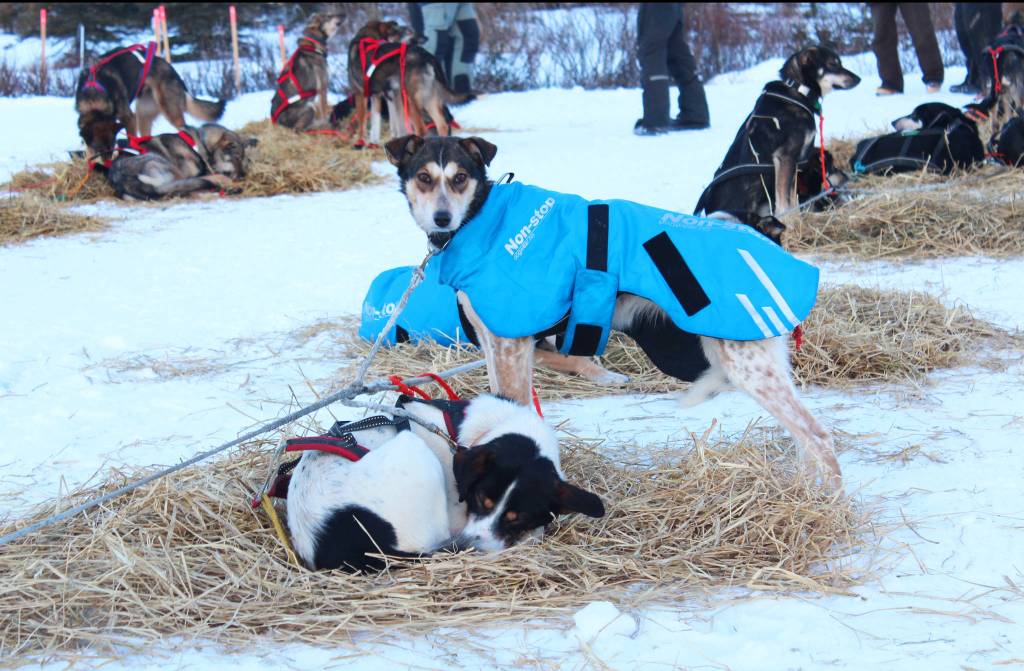 Two of musher Dave Turner&rsquo;s dogs &mdash; Sasquash, foreground, and Delta, background &mdash; take a break in some hay during their first checkpoint of this year&rsquo;s Tustumena 200 Sled Dog Race at McNeil Canyon Elementary School near Homer, Alaska. (Photo by Megan Pacer/Homer News)