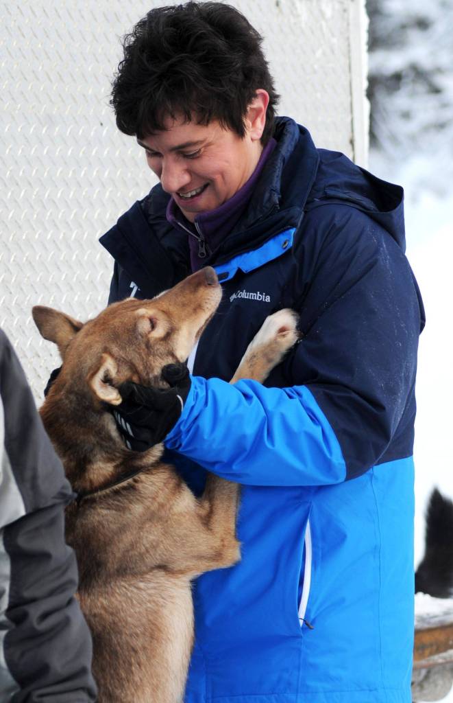 Tustumena 200 Sled Dog Race Association Vice-President Cassandra Winslow keeps one of musher Lance Mackey&rsquo;s dogs company during a veterinary check before the Tustumena 200 Sled Dog Race on Friday, Jan. 26 in Soldotna. (Photo by Elizabeth Earl/Peninsula Clarion)