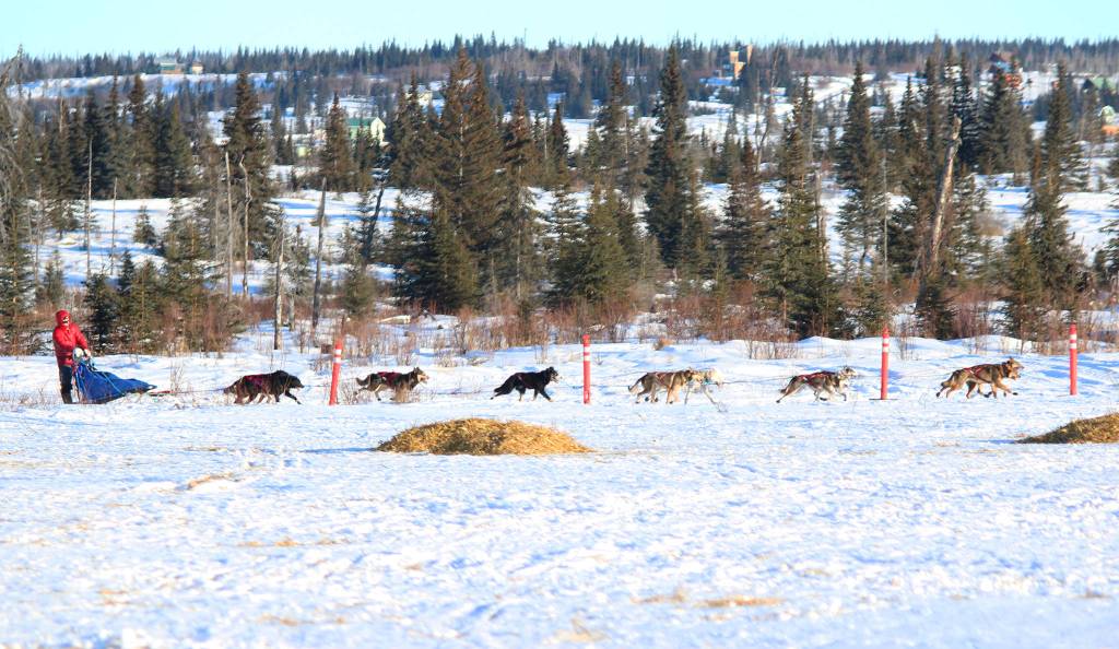 Musher Travis Beals and his team round the last corner of the trail heading toward the finish line of this year&rsquo;s Tustumena 200 Sled Dog Race on Sunday, Jan. 28, 2018 at Freddie&rsquo;s Roadhouse in Ninilchik, Alaska. He took second place. (Photo by Megan Pacer/Homer News)
