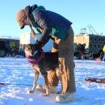 Musher Emily Maxwell puts a harness on one of her lead dogs, Beemer, before the start of this year&rsquo;s Tustumena 200 Sled Dog Race Saturday, Jan. 27, 2018 at Freddie&rsquo;s Roadhouse in Ninilchik, Alaska. This is Maxwell&rsquo;s first time running the T200, which returned last year after being canceled for three years in a row due to lack of snow. (Photo by Megan Pacer/Homer News)