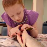 Top: Elizabeth Crosby inspects the insides of a salmon during a dissection at the Connections Home School offices in Soldotna on Thursday. Left: Alana Mckinley pokes inside a salmon during a dissection presentation at the Connections Home School offices in Soldotna led by Alaska Department of Fish and Game biologist Jenny Gates as part of the Salmon in the Classrom program.  Above: Caden McKinley splays open a salmon carcass during a dissection at the Connections Home School offices in Soldotna on Thursday. (Photos by Kat Sorensen/Peninsula Clarion)