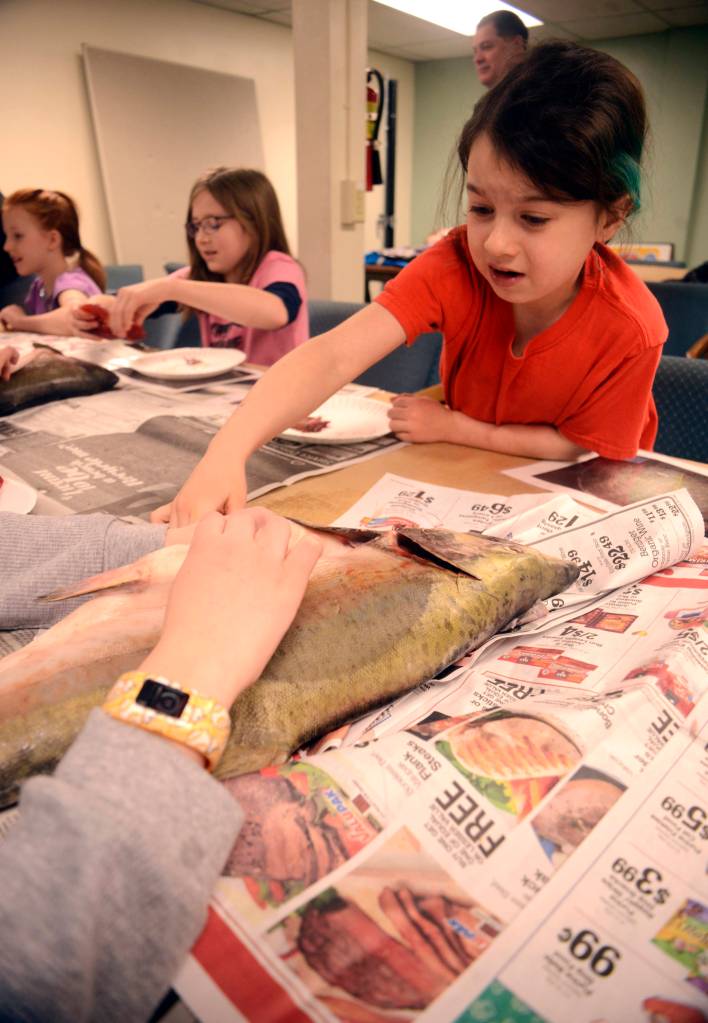 Alana Mckinley pokes inside a salmon during a dissection presentation at the Connections Homeschool offices in Soldotna led by Alaska Department of Fish and Game as part of the Salmon in the Schools program. (Photo by Kat Sorensen/Peninsula Clarion)
