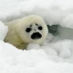 Appeals Court: Arctic ringed seals are threatened species
